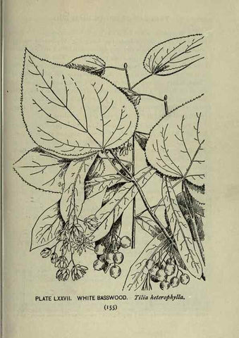Reproducción/Reproduction 8434857779: A guide to the trees;. New YorkF.A. Stokes[c1900]