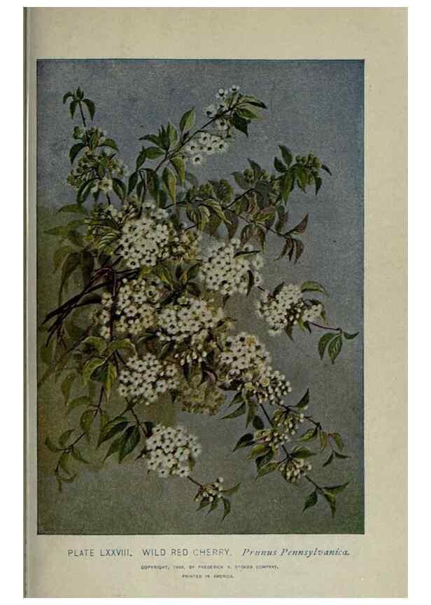 Reproducción/Reproduction 8434858183: A guide to the trees;. New YorkF.A. Stokes[c1900]