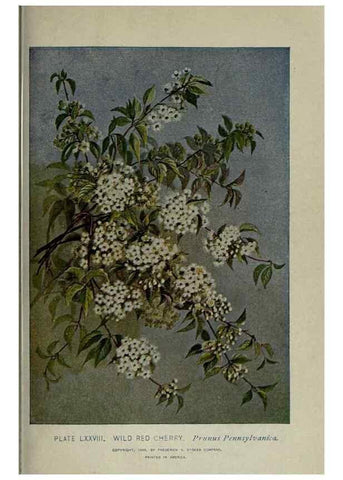 Reproducción/Reproduction 8434858183: A guide to the trees;. New YorkF.A. Stokes[c1900]