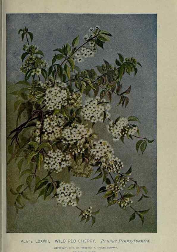 Reproducción/Reproduction 8434858183: A guide to the trees;. New YorkF.A. Stokes[c1900]