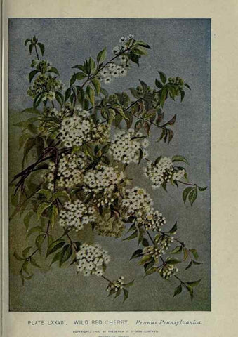 Reproducción/Reproduction 8434858183: A guide to the trees;. New YorkF.A. Stokes[c1900]