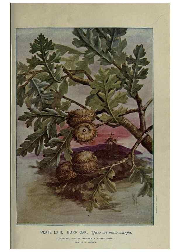 Reproducción/Reproduction 8434851951: A guide to the trees;. New YorkF.A. Stokes[c1900]