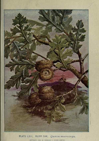 Reproducción/Reproduction 8434851951: A guide to the trees;. New YorkF.A. Stokes[c1900]