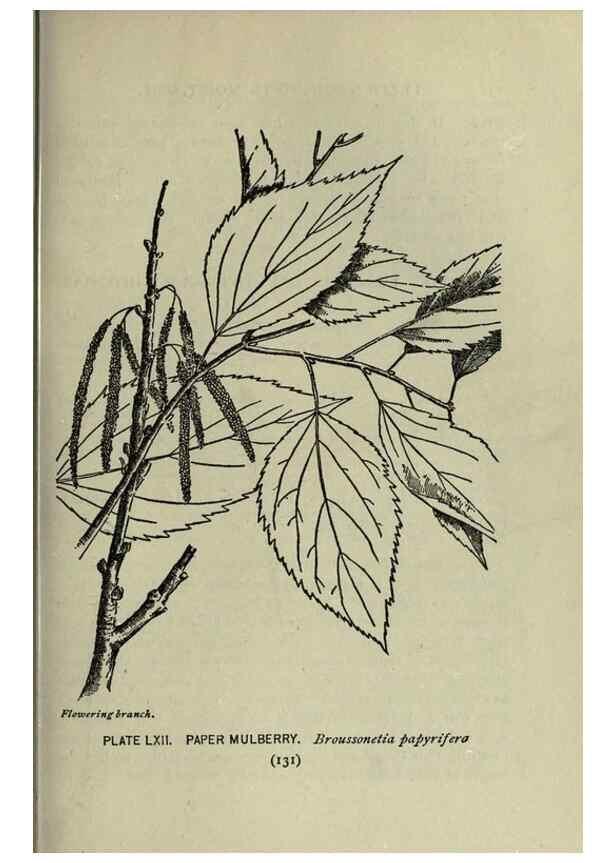 Reproducción/Reproduction 8434851639: A guide to the trees;. New YorkF.A. Stokes[c1900]
