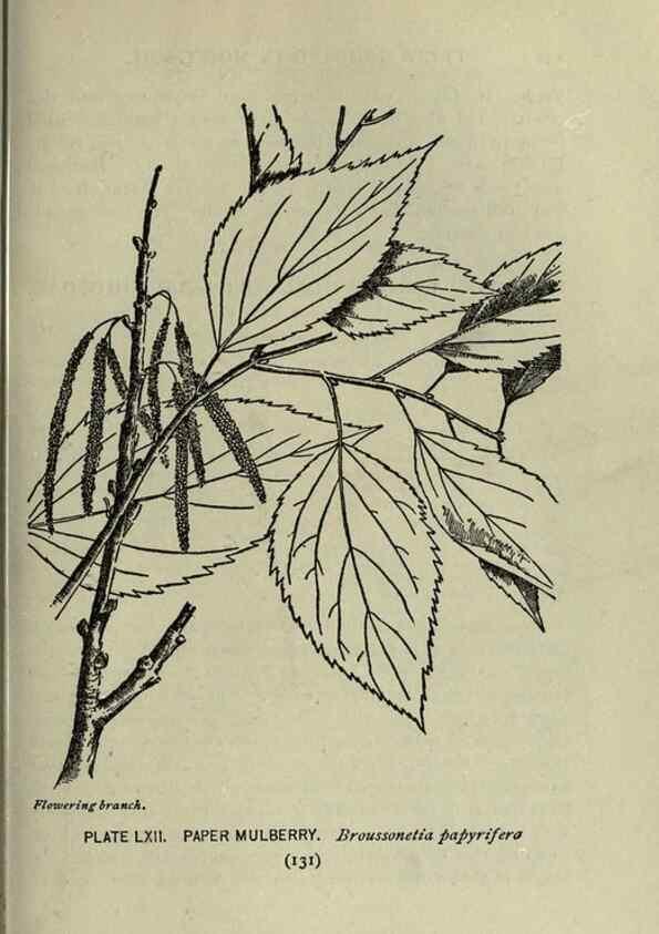 Reproducción/Reproduction 8434851639: A guide to the trees;. New YorkF.A. Stokes[c1900]