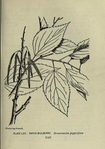 Reproducción/Reproduction 8434851639: A guide to the trees;. New YorkF.A. Stokes[c1900]