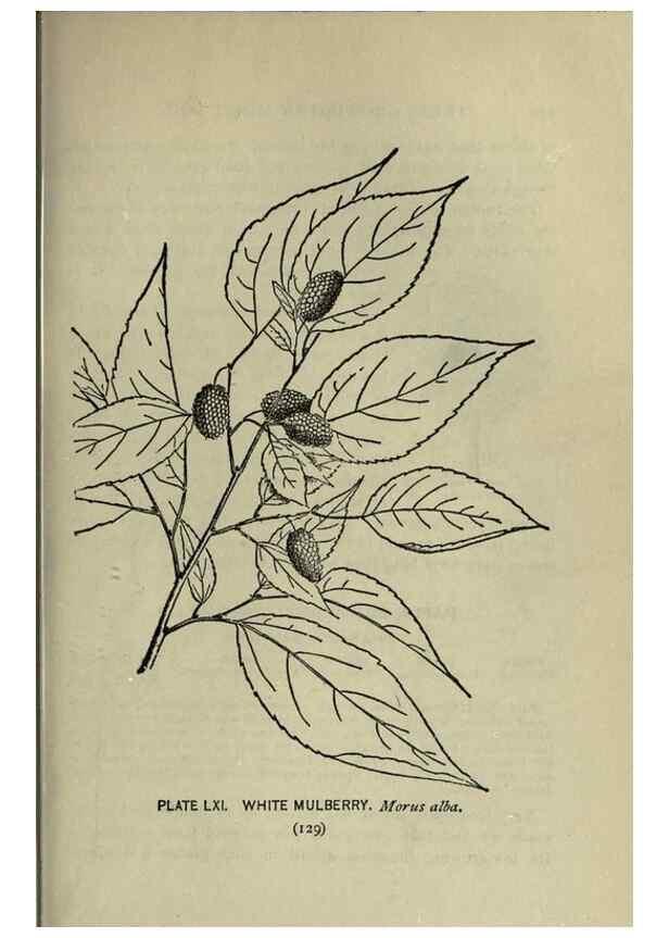 Reproducción/Reproduction 8434850835: A guide to the trees;. New YorkF.A. Stokes[c1900]