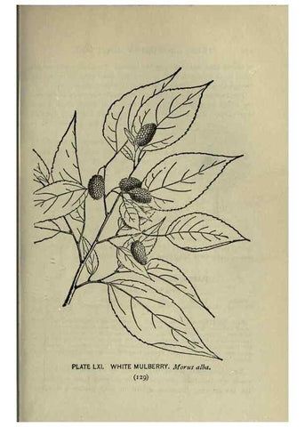 Reproducción/Reproduction 8434850835: A guide to the trees;. New YorkF.A. Stokes[c1900]