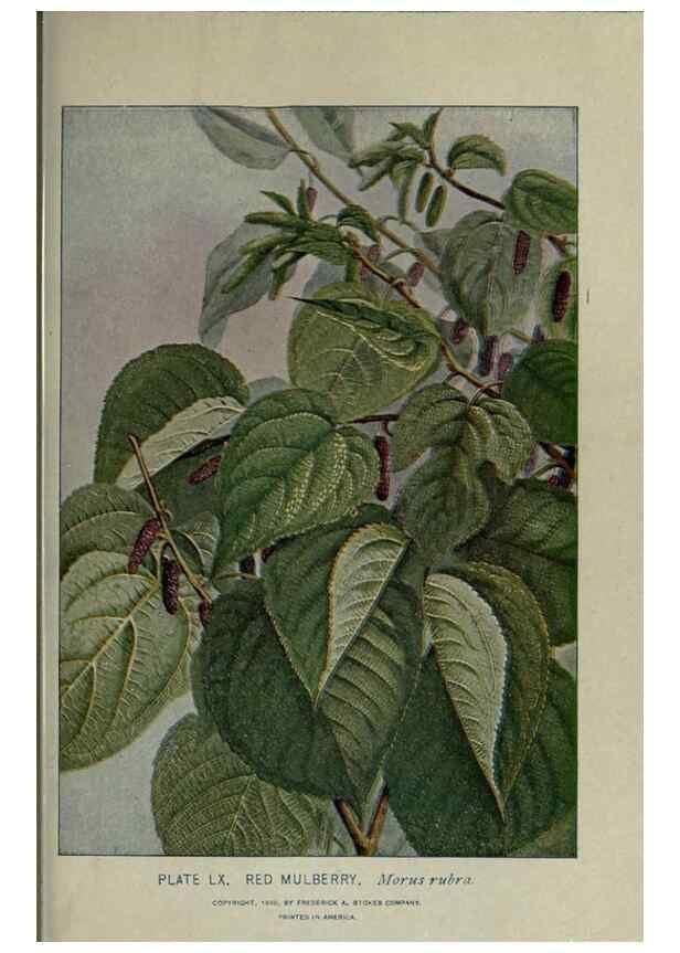 Reproducción/Reproduction 8435934924: A guide to the trees;. New YorkF.A. Stokes[c1900]