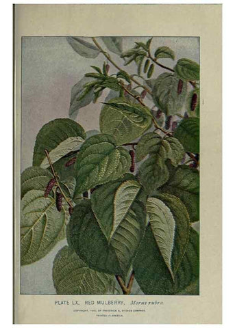 Reproducción/Reproduction 8435934924: A guide to the trees;. New YorkF.A. Stokes[c1900]