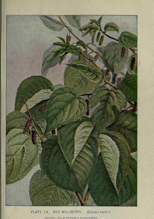 Reproducción/Reproduction 8435934924: A guide to the trees;. New YorkF.A. Stokes[c1900]
