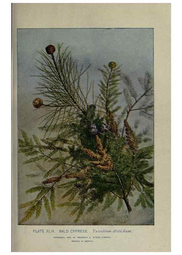 Reproducción/Reproduction 8435927996: A guide to the trees;. New YorkF.A. Stokes[c1900]