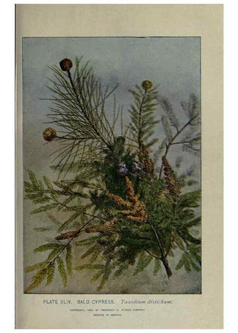 Reproducción/Reproduction 8435927996: A guide to the trees;. New YorkF.A. Stokes[c1900]