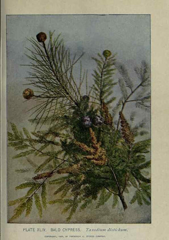 Reproducción/Reproduction 8435927996: A guide to the trees;. New YorkF.A. Stokes[c1900]