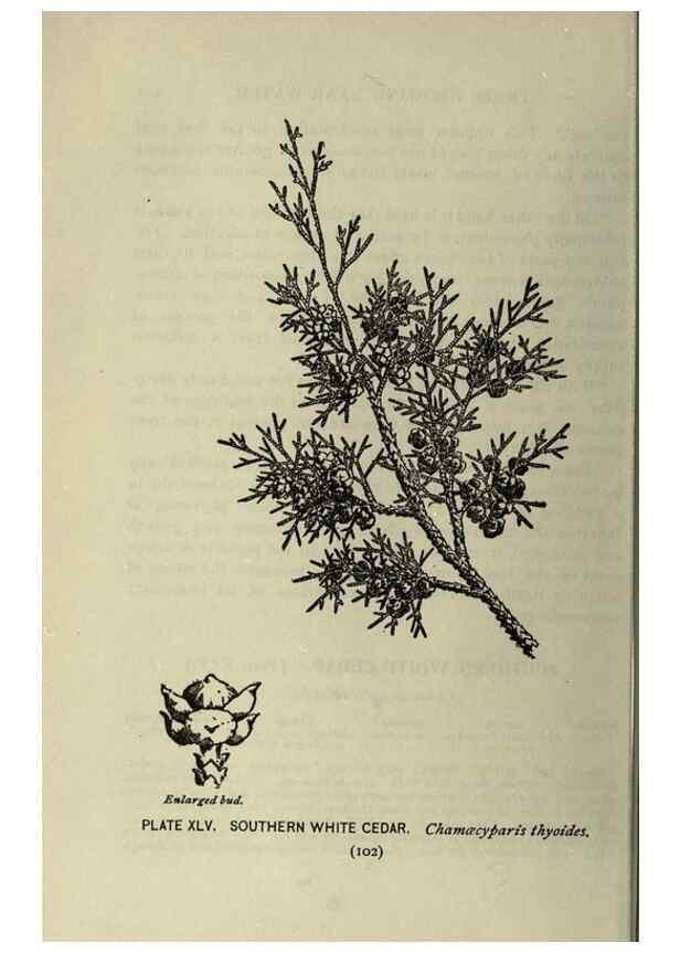 Reproducción/Reproduction 8434843945: A guide to the trees;. New YorkF.A. Stokes[c1900]