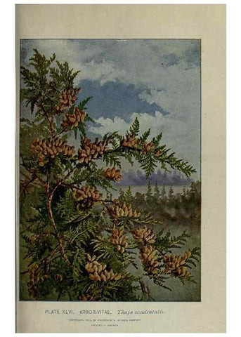 Reproducción/Reproduction 8434844371: A guide to the trees;. New YorkF.A. Stokes[c1900]