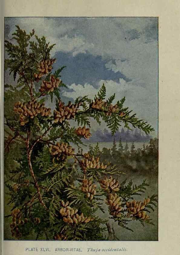 Reproducción/Reproduction 8434844371: A guide to the trees;. New YorkF.A. Stokes[c1900]