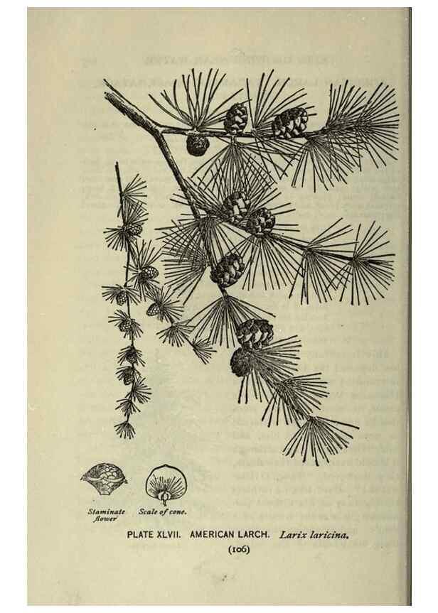 Reproducción/Reproduction 8435929238: A guide to the trees;. New YorkF.A. Stokes[c1900]