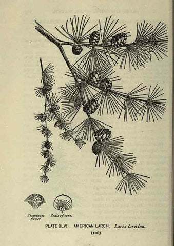 Reproducción/Reproduction 8435929238: A guide to the trees;. New YorkF.A. Stokes[c1900]