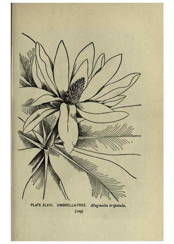 Reproducción/Reproduction 8434845545: A guide to the trees;. New YorkF.A. Stokes[c1900]