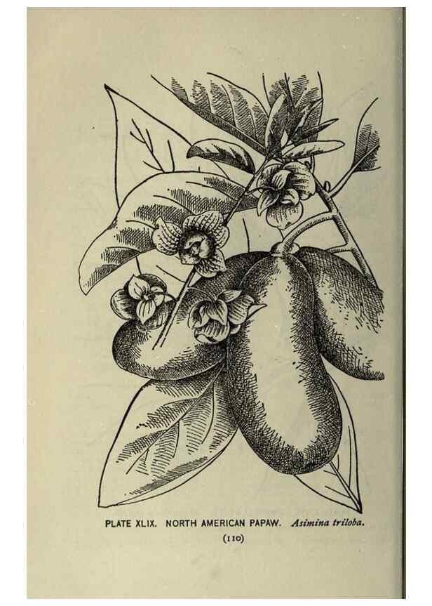 Reproducción/Reproduction 8434845993: A guide to the trees;. New YorkF.A. Stokes[c1900]