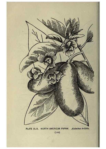 Reproducción/Reproduction 8434845993: A guide to the trees;. New YorkF.A. Stokes[c1900]