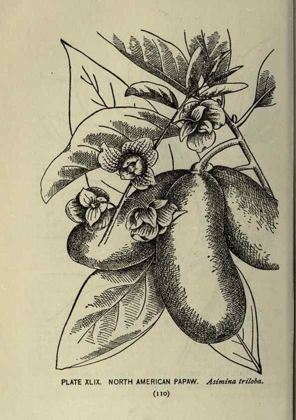 Reproducción/Reproduction 8434845993: A guide to the trees;. New YorkF.A. Stokes[c1900]