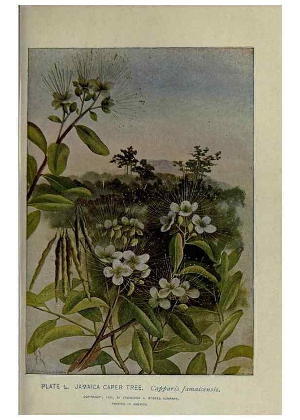 Reproducción/Reproduction 8434846367: A guide to the trees;. New YorkF.A. Stokes[c1900]