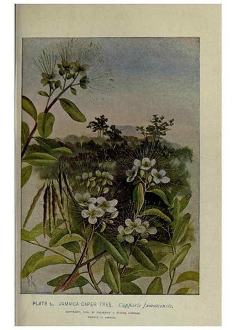 Reproducción/Reproduction 8434846367: A guide to the trees;. New YorkF.A. Stokes[c1900]
