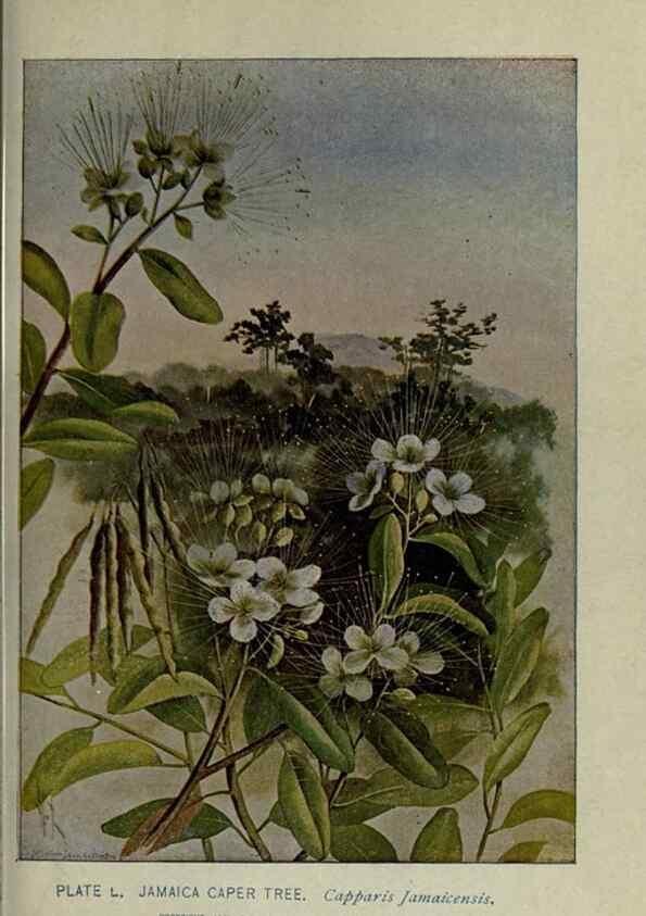 Reproducción/Reproduction 8434846367: A guide to the trees;. New YorkF.A. Stokes[c1900]