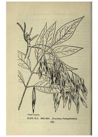 Reproducción/Reproduction 8434842745: A guide to the trees;. New YorkF.A. Stokes[c1900]