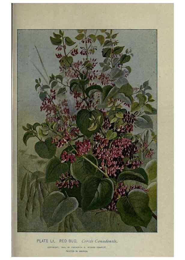 Reproducción/Reproduction 8435931352: A guide to the trees;. New YorkF.A. Stokes[c1900]
