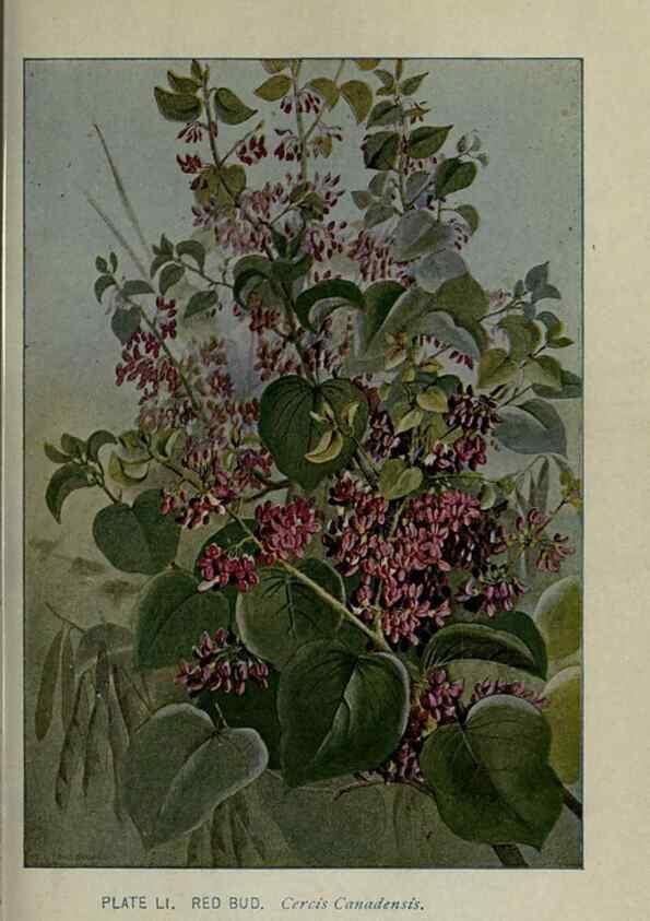 Reproducción/Reproduction 8435931352: A guide to the trees;. New YorkF.A. Stokes[c1900]