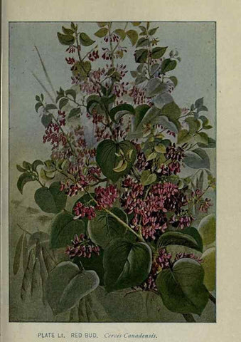 Reproducción/Reproduction 8435931352: A guide to the trees;. New YorkF.A. Stokes[c1900]