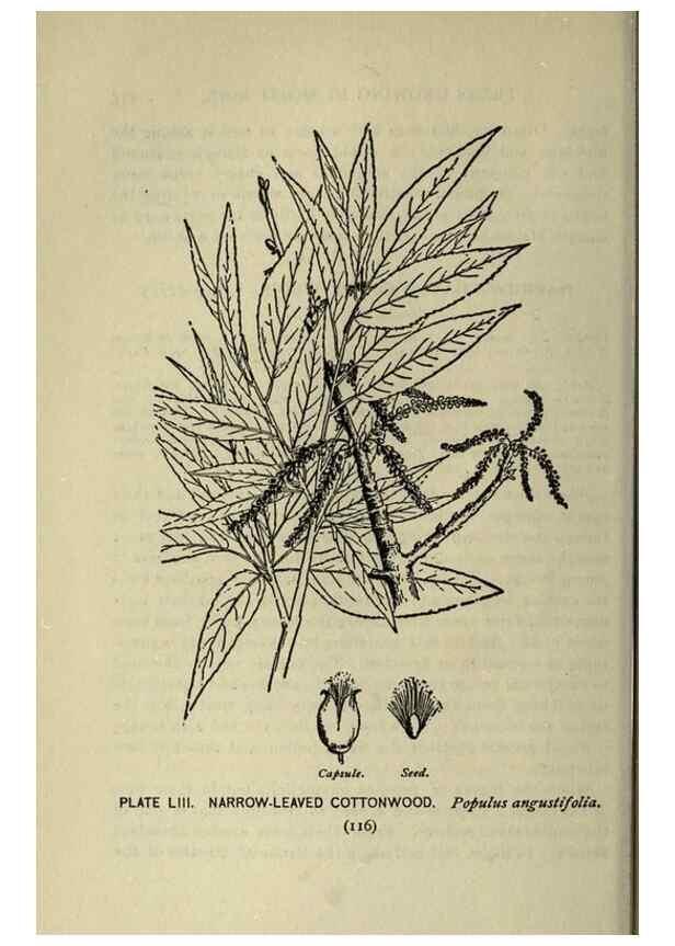 Reproducción/Reproduction 8434847585: A guide to the trees;. New YorkF.A. Stokes[c1900]