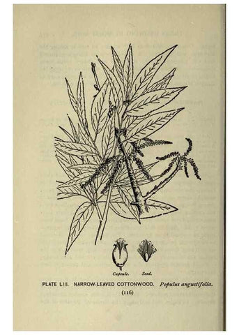 Reproducción/Reproduction 8434847585: A guide to the trees;. New YorkF.A. Stokes[c1900]