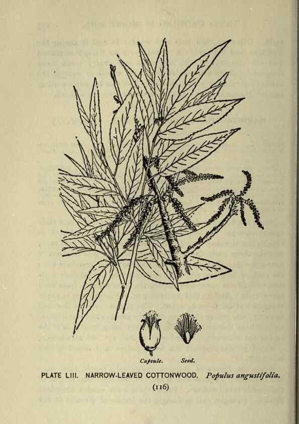 Reproducción/Reproduction 8434847585: A guide to the trees;. New YorkF.A. Stokes[c1900]
