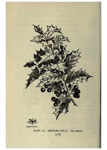 Reproducción/Reproduction 8434848095: A guide to the trees;. New YorkF.A. Stokes[c1900]