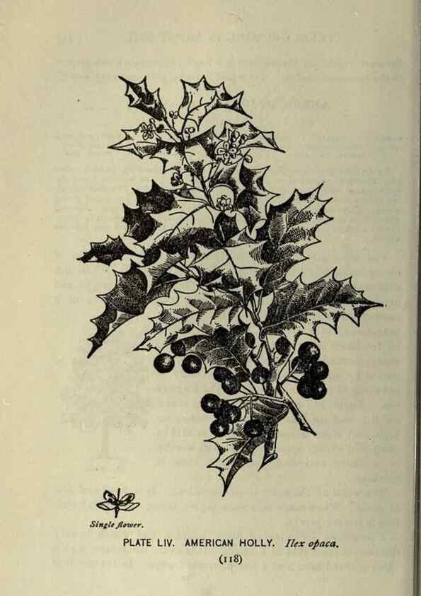 Reproducción/Reproduction 8434848095: A guide to the trees;. New YorkF.A. Stokes[c1900]