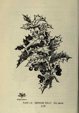 Reproducción/Reproduction 8434848095: A guide to the trees;. New YorkF.A. Stokes[c1900]