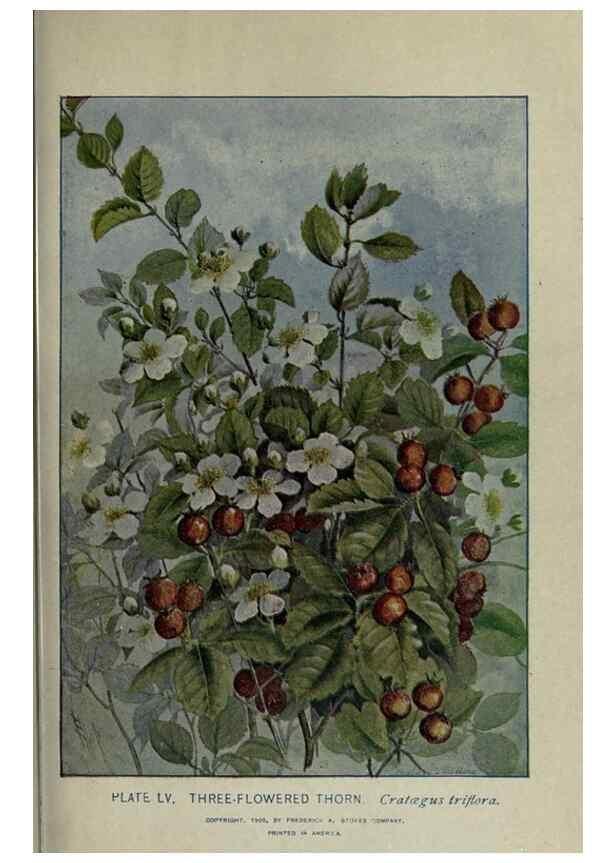 Reproducción/Reproduction 8435932960: A guide to the trees;. New YorkF.A. Stokes[c1900]