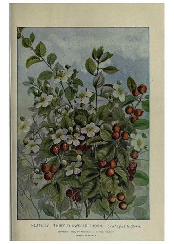 Reproducción/Reproduction 8435932960: A guide to the trees;. New YorkF.A. Stokes[c1900]