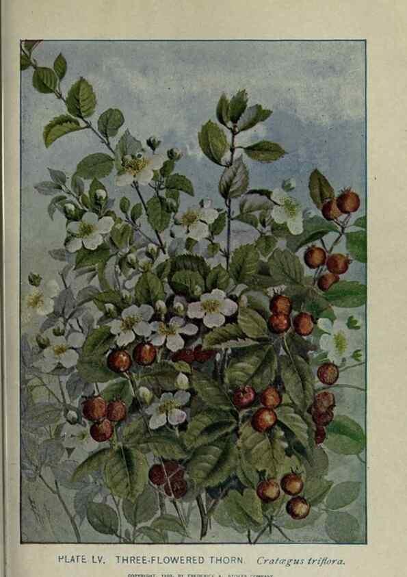Reproducción/Reproduction 8435932960: A guide to the trees;. New YorkF.A. Stokes[c1900]