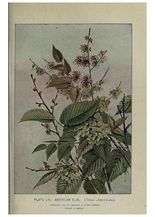 Reproducción/Reproduction 8434848861: A guide to the trees;. New YorkF.A. Stokes[c1900]
