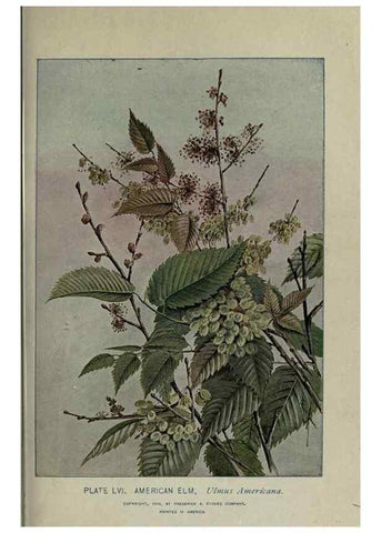 Reproducción/Reproduction 8434848861: A guide to the trees;. New YorkF.A. Stokes[c1900]