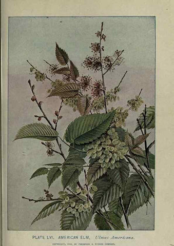 Reproducción/Reproduction 8434848861: A guide to the trees;. New YorkF.A. Stokes[c1900]