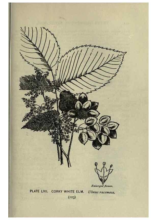 Reproducción/Reproduction 8434849285: A guide to the trees;. New YorkF.A. Stokes[c1900]