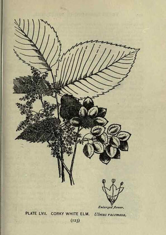 Reproducción/Reproduction 8434849285: A guide to the trees;. New YorkF.A. Stokes[c1900]