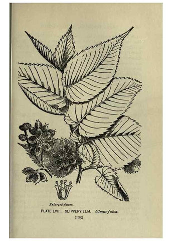 Reproducción/Reproduction 8435934250: A guide to the trees;. New YorkF.A. Stokes[c1900]