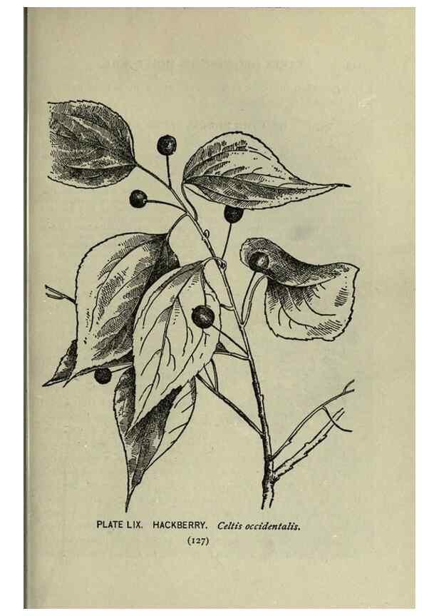 Reproducción/Reproduction 8434850191: A guide to the trees;. New YorkF.A. Stokes[c1900]